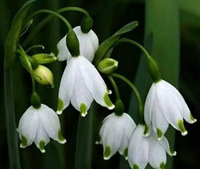 (10) Beautiful Flowering, Snowflakes, Snowdrops, Leucojum Bulbs Hover Image