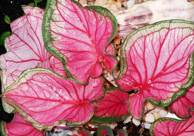 (10) Beautiful Foilage Caladium Florida Sweetheart, Pink & Green Foilage, Bulbs Hover Image