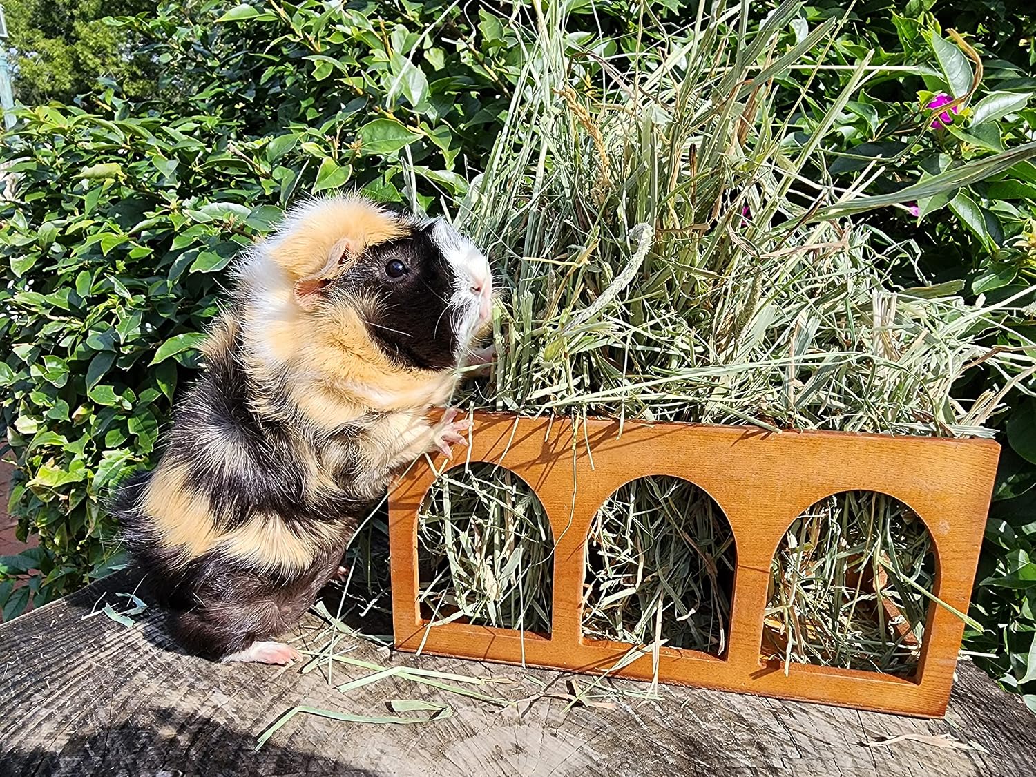"Closed Bottom Hay Feeder Natural Pine Wood Arch Guinea Pig Hay Rack with Option to Attach to Cage (Warm Cherry with Bottom)
